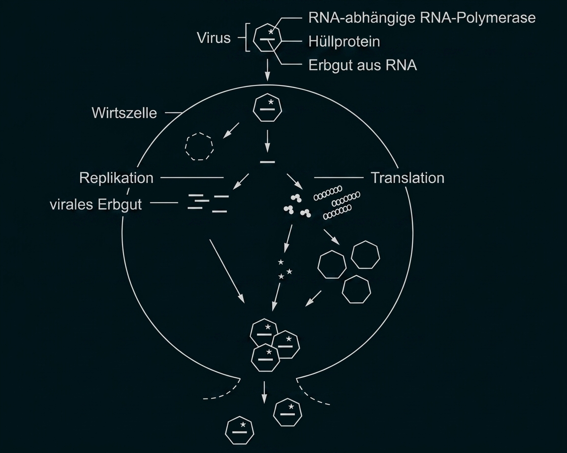 Schematische Darstellung der Vermehrung eines RNA-Virus in einer Wirtszelle.